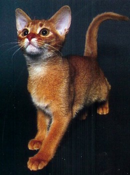 Photo d'un jeune chaton abyssin