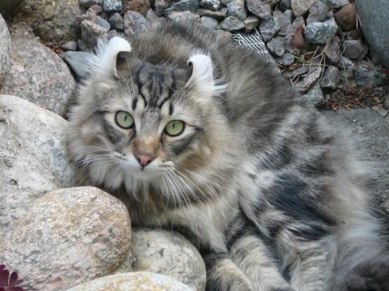 American Curl - Couché