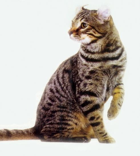 American Curl - Assis