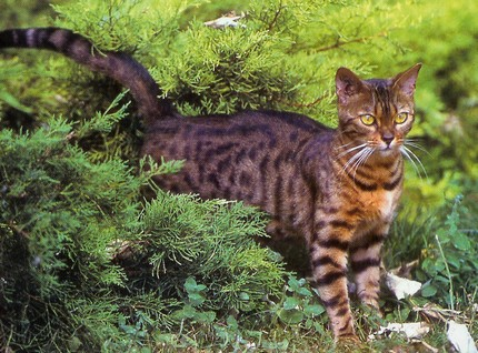 Le Bengal ressemble au chat léopard