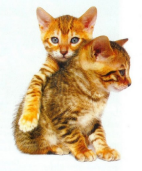 Deux chatons de la race Bengal