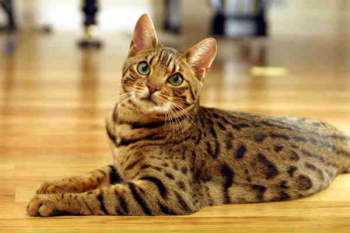 Le Bengal