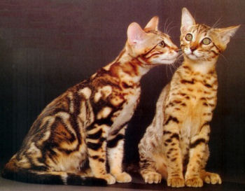 Photo d'un couple de Bengal