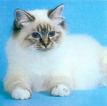 Un chaton birman