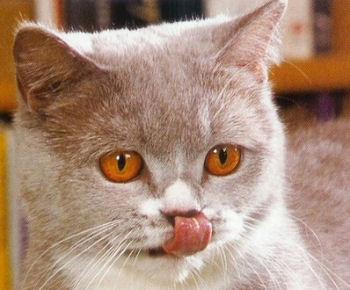 Le british shorthair est un chat gourmand