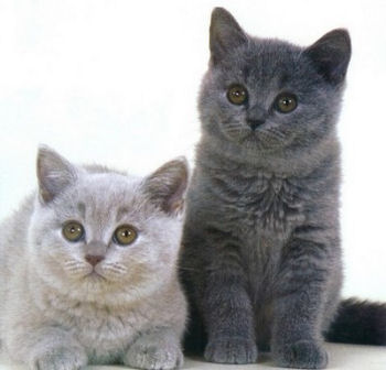 Le British Shorthair est un chat de race d'origine britannique