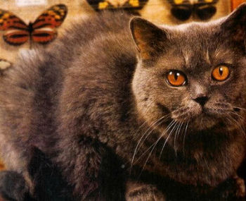 Le british shorthair est un chat très câlin