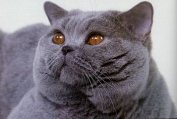 Portrait du british shorthair