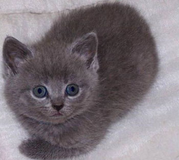 Photo d'un chaton chartreux