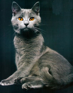 Portrait du chartreux