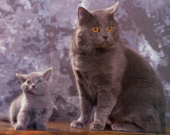 Le chartreux, le chasseur aristocrate