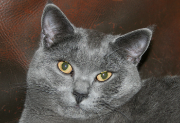 Le chartreux