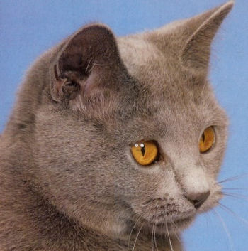 Gros plan du chartreux