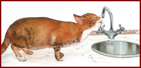 Le chat aime boire au robinet