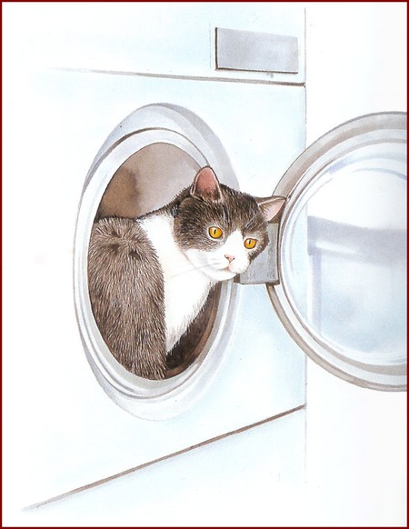 Le chat aime visiter la machine à laver