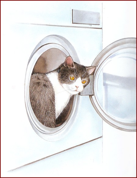 Le chat aime visiter la machine à laver