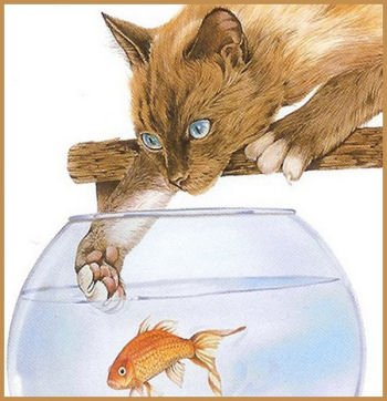 Les chat adorent attraper les poissons dans leur bocal