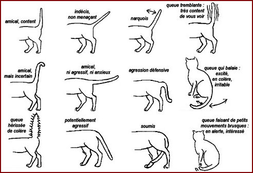 Le langage de la queue du chat