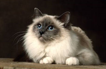 image de chat birman