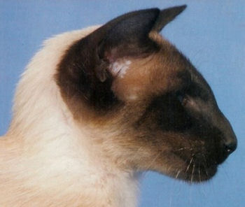 Portrait du chat siamois