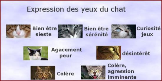 Les différentes expressions des yeux du chat