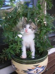 chaton-19.jpg