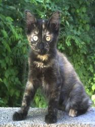 chaton-21.jpg