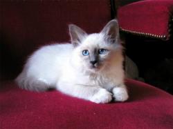 chaton-40.jpg