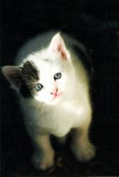 chaton02-1.jpg