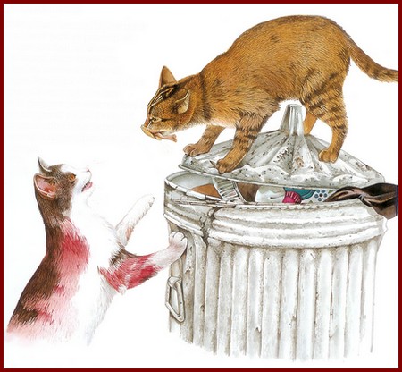 Le chat aime fouiller les poubelles