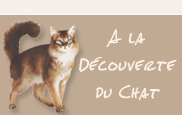 A la découverte du chat