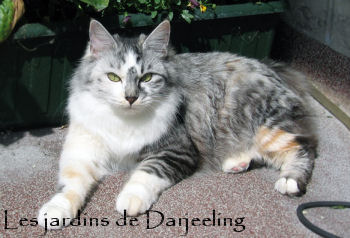 Alionka, kurilian bobtail des jardins de Darjeeling