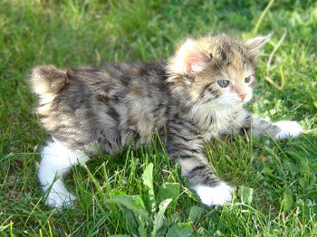 Photo d'un chaton de race Kurilian Bobtail