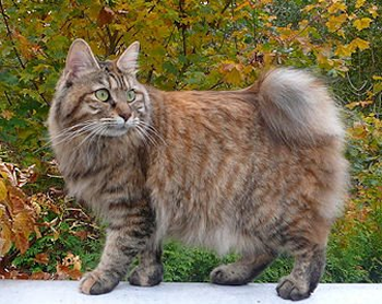 Le kurilian bobtail