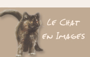 Le chat en images