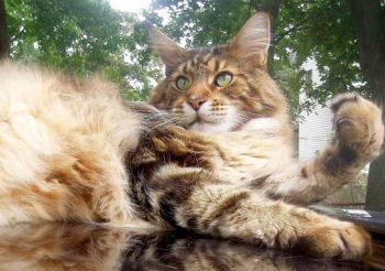 Le Maine Coon est un chat magnifique