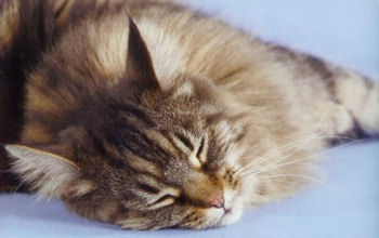 Le Maine Coon, une race de chat exceptionnelle