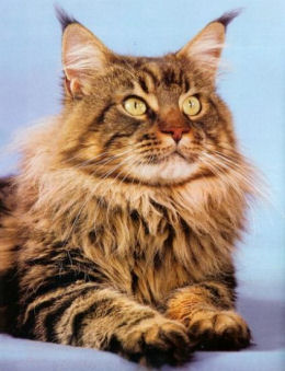 Portrait du Maine coon