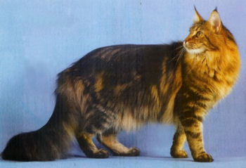 Le Maine coon