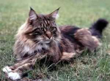 Le Maine coon