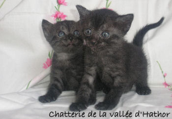 Photo de deux chatons de la race Mau égyptien