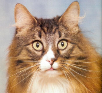 Gros plan du chat Norvégien