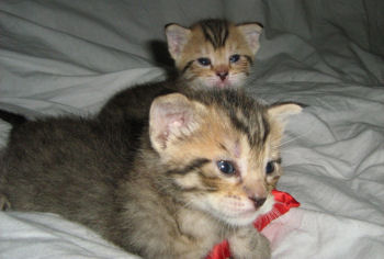 Photo de deux chatons de race Pixie-bob