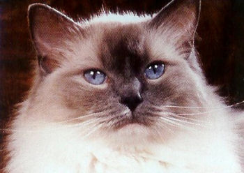 Moitié Birman, moitié persan voici le Ragdoll