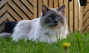 Portrait du ragdoll