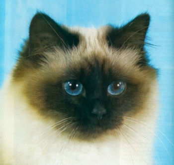 Portrait du chat sacré de Birmanie