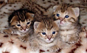 Jeunes chatons savannah