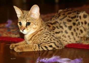 Couleur de pelage spotted tabby du savannah