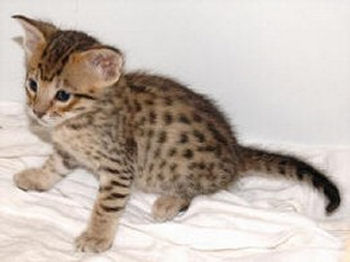 Un chaton de race savannah