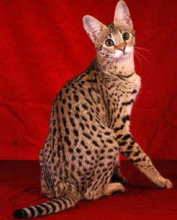 Le savannah est un croisement entre un chat et un serval